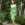 VESTIDO DE FIESTA CARLA RUIZ  MIDI PLIEGUES 50522 - Imagen 1